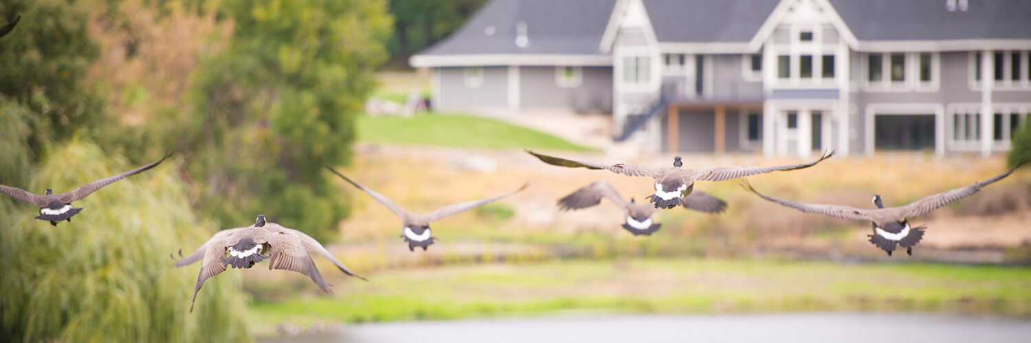 Geese flying in real estate development in Orono MN