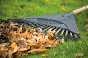 Raking leaves for fall yard preparation 
